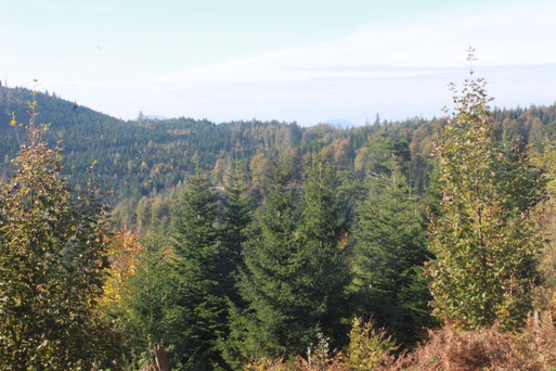 Blick vom Mauzenberg in Richtung Hohe Wanne - Sulzbacher Höhe