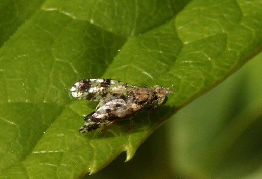 Beifuß-Bohrfliege - Oxyma parietina; Garten bei Karlsbad-Spielberg (G. Franke, 28.04.2019)