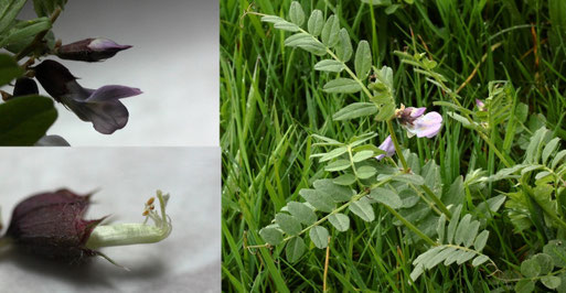 Zaun-Wicke - Vicia sepium; Streuobstwiese südl. von Spielberg - das erste gesehene, blühende Expl. (G. Franke, 31.03.2022)