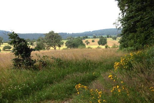 Waldrand zu Mager- und Streuobstwiesen bei Marxzell-Pfaffenrot (G. Franke, 30.06.2020)