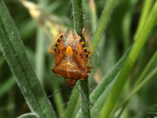 Purpur-Fruchtwanze - Carpocoris purpureipennis;  Streuobstwiese südlich von Spielberg (G. Franke, 23.05.2022)