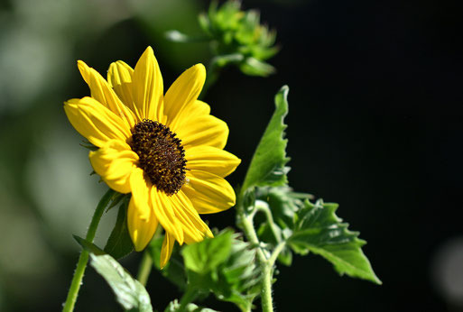Sonnenblumen bieten Nektar für Insekten und später Kerne für unsere Vögel (G. Franke, 12.07.2026)