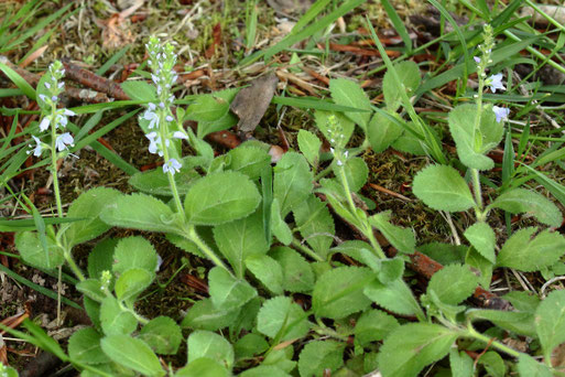 Echter Ehrenpreis - Veronica officinalis; Streuobstwiese südwestlich von Spielberg in Waldrandnähe (G. Franke, 25.05.2022)