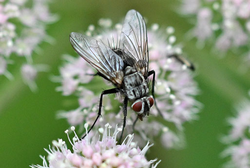 Schröter-Raupenfliege - Dinera ferina; Blütenbesuch am Waldwegrand bei Karlsbad-Spielberg (G. Franke, 30.07.2025) Vielen Dank für die Bestätigung bei iNaturalist
