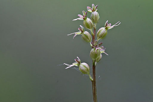 Listera cordata (T. Kuhn, naturgucker.de, Juni 2018)