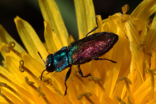 Halbkupferiger Eckschildprachtkäfer - Anthaxia suzannae; auf einer Löwenzahnblüte - Streuobstwiese südl. von Spielberg; Rote Liste D - stark gefährdet (G. Franke, 13.04.2022)