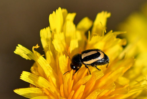 Gebänderter Fallkäfer - Cryptocephalus vittatus; bei Karlsbad-Spielberg; ca. 3 mm lang (G. Franke, 14.07.2026)