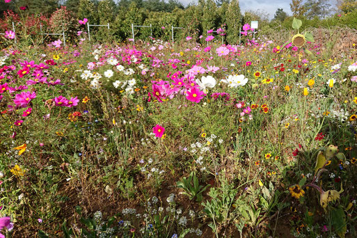 Herbstansicht der Blühfläche (G. Franke, 16.10.2019)