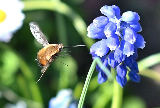 Gefleckter Wollschweber - Bombylius discolor, bei Karlsbad-Spielberg (G. Franke, 02.04.2026) Vielen Dank für die Bestimmungshilfe bei iNaturalist