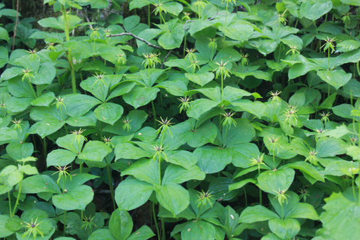 Einbeere - Paris quadrifolia; Waldwegrand bei Ittersbach (G. Franke, 2015)