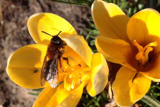 Zweifarbige Sandbiene - Andrena bicolor; beim Blütenbesuch im Garten (G. Franke, 16.02.2020)