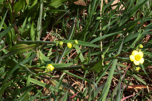 Brennender Hahnenfuß - Ranunculus flammula; Streuobstwiese südwestlich von Spielberg - feuchte Wiesenstelle (G. Franke; 03.05.2022)