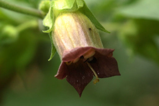 Blüte der giftigen Tollkirsche - Atropa bella-donna; besonders die schwarzen Beeren sind stark giftig; am Hang zum Moosalbtal (G. Franke, 28.06.2020)