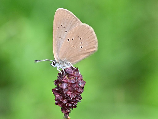 Dunkler Wiesenknopf-Ameisenbläuling auf Blüten vom Großen Wiesenknopf; bei Karlsbad-Spielberg - Rote Liste BW von 2025 Kategorie 2 = stark gefährdet (G. Franke, 22.07.2025)