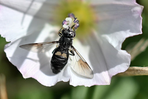 Pipiza noctiluca - Zweifleck-Waldrandschwebfliege; bei Karlsbad-Langensteinbach (G. Franke, 02.09.2025)