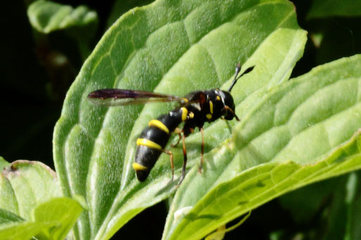 Ceriana conopsoides - Dickkopf-Langhornschwebfliege; auf dem Blatt eines Hartriegelbusches - Streuobstwiese südlich von Spielberg (G. Franke, 22.05.2022)