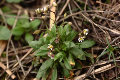 Frühlings-Hungerblümchen - Draba verna (Erophila verna); ca. 50 Pflanzen, ca. 15 - 20 mm hoch am Ackerrand bei Auerbach (G. Franke, 17.02.2021)