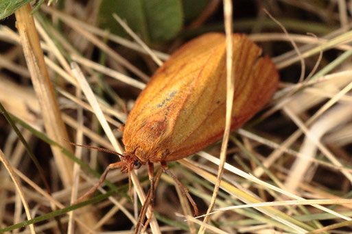 Rotrandbär, weiblich - Diacrisia sannio,; Streuobstwiese bei Spielberg (G. Franke, 16.08.2022)