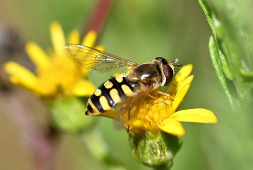 Gemeine Feldschwebfliege - Eupeodes corollae (G. Franke)