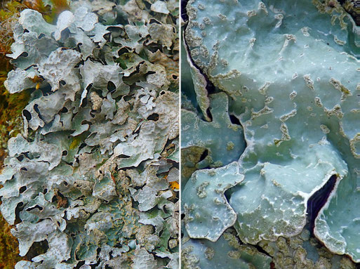 Sulkatflechte – Parmelia sulcata, eine graue Blattflechte auf der Rinde eines Apfelbaums, Streuobstwiese bei Spielberg. (B. Miggel, 27.04.2022)
