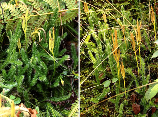 Spaziergang bei Bad Herrenalb am Wurstberg; Keulen-Bärlapp - Lycopodium clavatum; rielselfeuchter Böschungshang am Eselsweg (G. Franke, 11.09.2022)