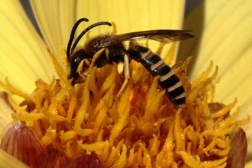 Gelbbinden-Furchenbiene - Halictus scabiosae , männlich; Blütenbesuch im Garten bei Karlsbad-Spielberg (G. Franke, 23.07.2020)