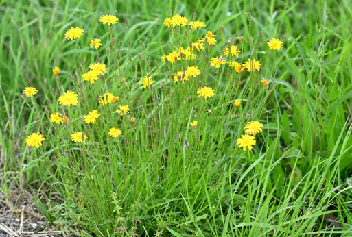 Herbst-Löwenzahn - Scorzoneroides autumnalis; Wiesenrand an einem Weg bei Karlsbad-Spielberg (G. Franke, 02.08.2025)