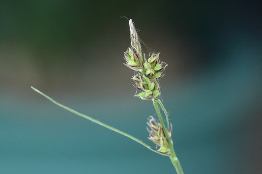 Pillen-Segge - Carex pilulifera; im Moosalbtal (G. Franke, Mai 2019)