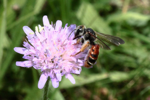 Knautien-Sandbiene - Andrena hattorfiana; auf den Blüten der Acker-Witwenblume - Streuobstwiese bei Spielberg - Rote Liste D Kategorie 3 - gefährdet (G. Franke, 21.06.2022)