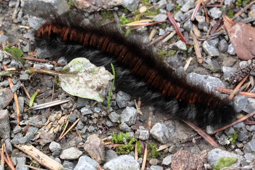 Raupe des Brombeerspinners auf einem Waldweg bei Karlsbad-Ittersbach kriechend, ca. 6 - 8 cm lang (G. Franke, 12.10.2019)