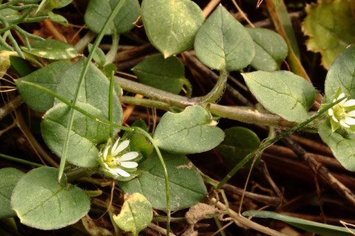 Vogel-Sternmiere - Stellaria media; Ackerrand bei Auerbach; häufig (G. Franke, 04.02.2021)
