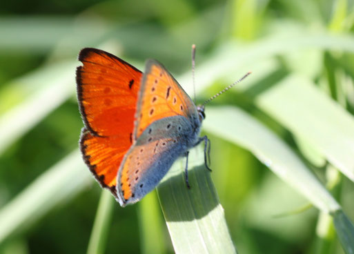 Großer Feuerfalter - Lycaena dispar; bei Waldbronn-Etzenrot (G. Franke, 21.05.2014)