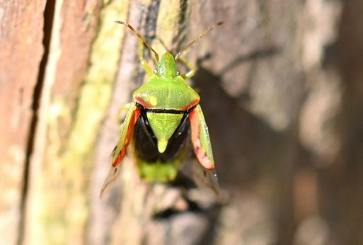 Buntrock - Cyphostethus tristriatus; bei Karlsbad-Spielberg (G. Franke, 02.03.2026) saugt an Wacholder, Lebensbäumen ...