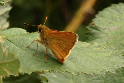 Rostfarbener Dickkopffalter - Ochlodes sylvanus (Ochlodes venatus); Streuobstwiese/ Gebüschrand bei Spielberg (G. Franke, 2022)