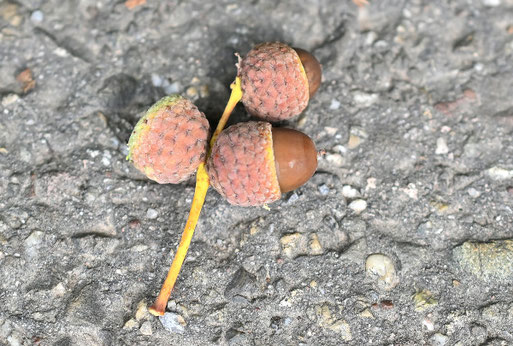 Die Früchte der Stieleiche (G. Franke, 16.09.2025, Spielberg)