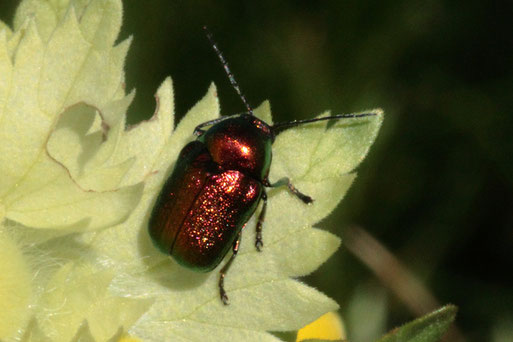 Smaragd-Fallkäfer - Cryptocephalus aureolus; Karlsbader Wiese (G. Franke, 2019)