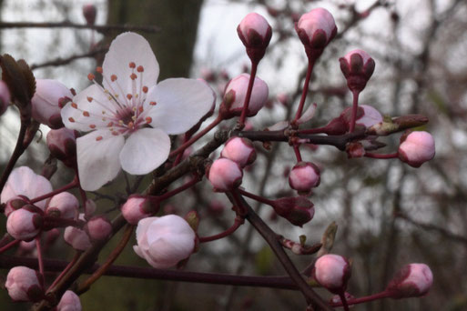 Frühling - Prunus indet. (G. Franke, 13.03.19 bei Keltern Dietenhausen)