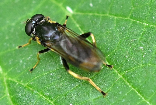 Xylota sylvarum - Goldhaar-Langbauchschwebfliege; Waldwegrand bei Karlsbad-Ittersbach (G. Franke, 02.06.2026)