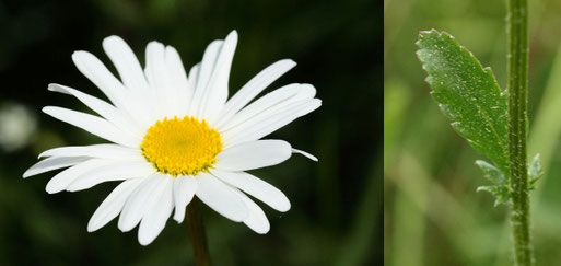 Wiesen-Wucherblume - Leucanthemum vulgare;  Streuobstwiese südwestlich von Spielberg - die ersten Pflanzen blühen auf (G. Franke, 12.05.2022)