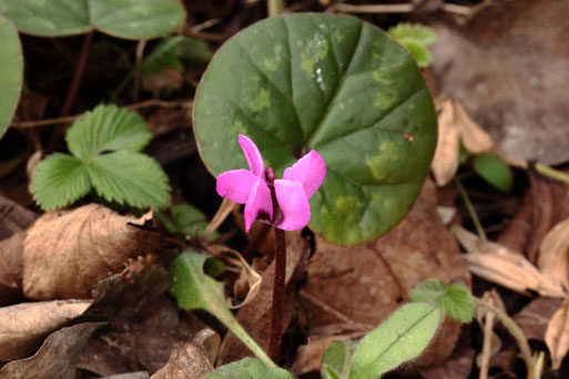 Vorfrühlings-Alpenveilchen - Cyclamen coum; blühend im Garten; bei uns als Zierpflanze, heimisch vom Schwarzen Meer bis ins nördliche Israel (G. Franke, Spielberg, 08.02.2022)