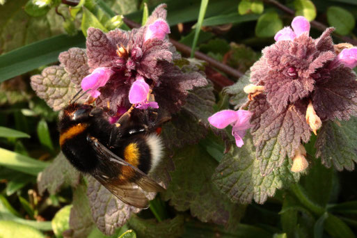 Dunkle Erdhummel - Ackerrandstreifen bei Auerbach (G. Franke, 10.03.2021)