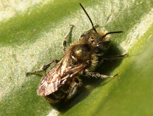Stahlblaue Mauerbiene - Osmia caerulescens; ruht auf einem Blatt im Garten; Danke für die Bestimmungshilfe bei naturgucker.de (G. Franke, 19.05.2021)