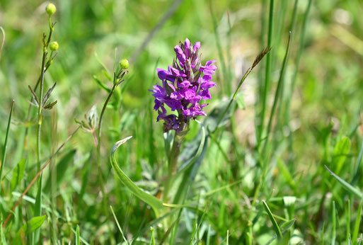 Breitblättriges Knabenkraut - Komplex Dactylorhiza majalis; bei Karlsbad (G. Franke, 25.04.2026) außerhalb von Naturschutzgebieten kaum noch in unserer Umgebung zu finden