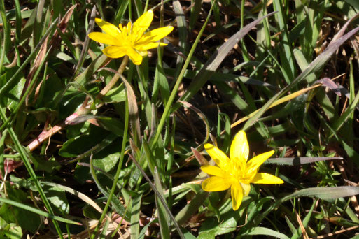 Scharbockskraut - Ranunculus ficaria; Wegböschung neben Obstbaum zu einem Ackerrand bei Auerbach (24.03.2021)