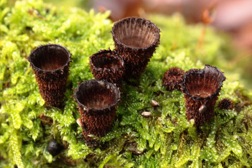 Gestreifter Teuerling (Cathus striatus) - ein unscheinbarer Pilz auf Totholz zwischen Moos - innen liegen weiße, später braun werdende Körner, in denen die Sporen heranreifen ( G. Franke, 14.11.17, zwischen Ittersbach und Pfaffenrot)