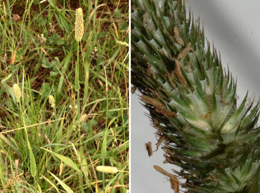 Wiesen-Lieschgras - Phleum pratense; Streuobstwiese südwestlich von Spielberg (G. Franke, 25.06.2022)