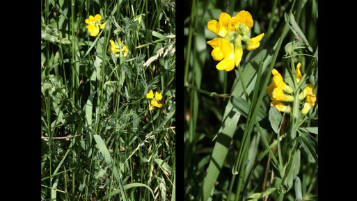 Wiesen-Platterbse - Lathyrus pratensis; Ackerrand bei Auerbach - auch diese typische Wiesenpflanze ist hier hin und wider direkt am Ackerrand zu finden (G. Franke, 16.06.2021)