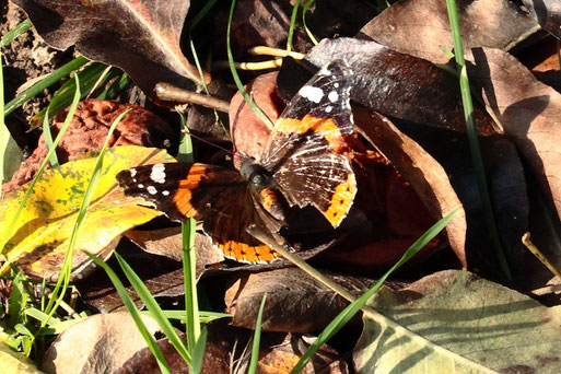 Admiral - Vanessa atalanta; Streuobstwiese südlich von Spielberg an faulendem Fallobst (Birnen); er ist bereits älter, abgeflogen und lädiert (G. Franke, 25.10.2022)