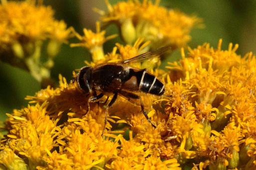 Eristalis nemorum - Mittlere Keilfleckschwebfliege - männlich; Waldwegrand bei Langenalb; etwas kleiner als die Mistbiene,  dicht gelb behaarte Schenkel, klare Flügel mit punktförmigem Randmal ... (G. Franke, September 2020)