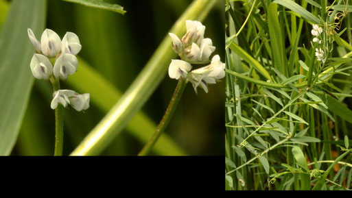 Rauhaarige Wicke - Vicia hirsuta; Ackerrand bei Auerbach (G. Franke, 20.05.2021)